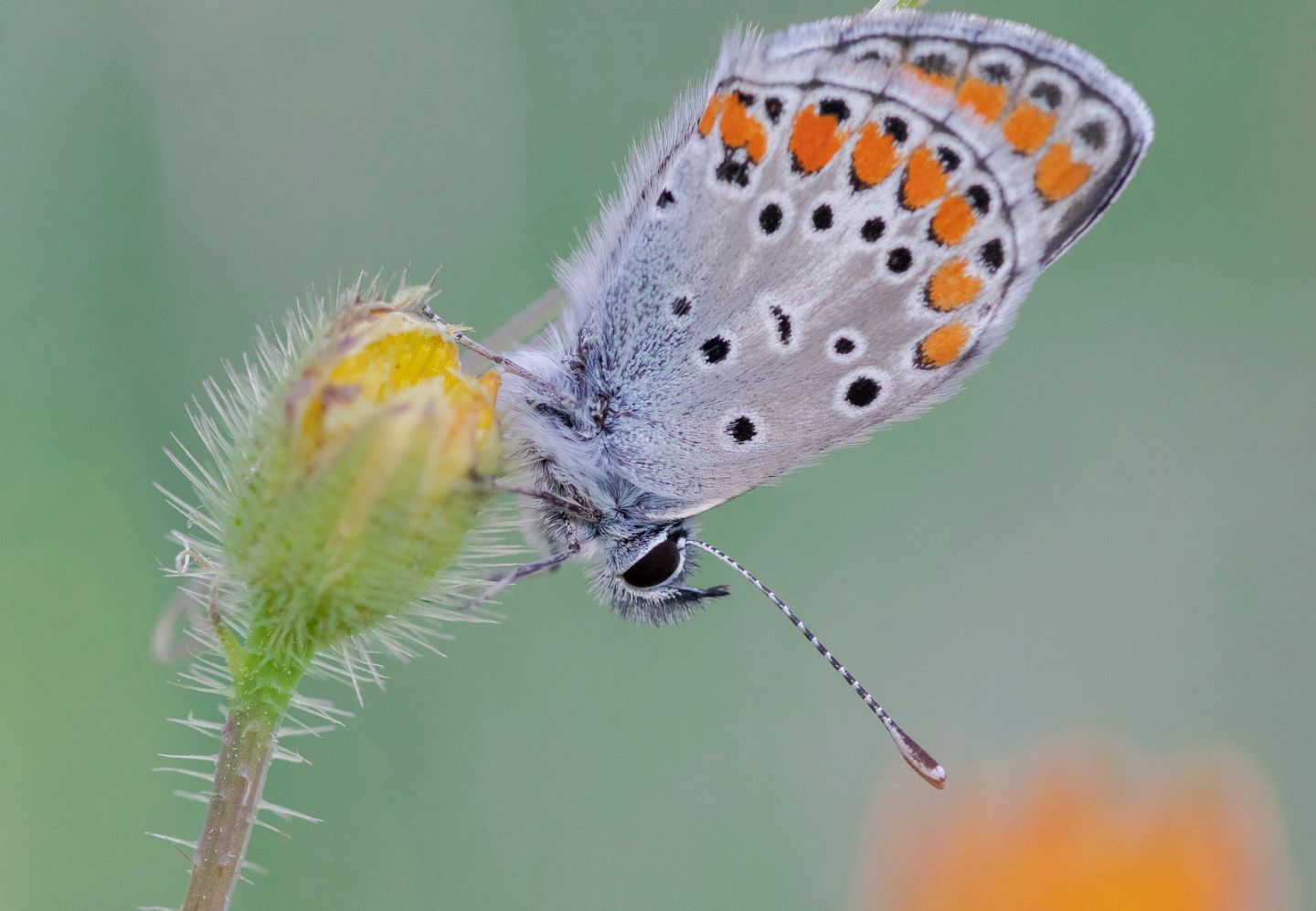 Lycaenidae - Aricia agestis